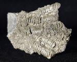 Pentacrinites briaroides (QUENSTEDT 1852) - Bild © FossNet FossilienStore
